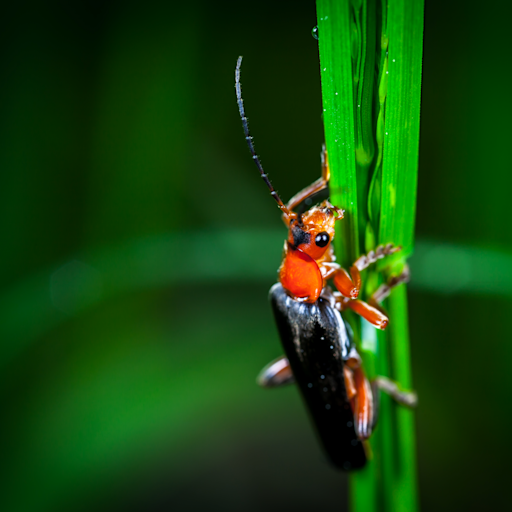 Macro insect: Macro detail and shallow depth of field